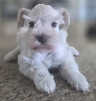 White Girl , a female Miniature Schnauzer for sale in Fayetteville, NC – 3 of 8