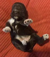 Chocolate girl, a female Miniature Schnauzer for sale in Fayetteville, NC – Photo 7 of 7