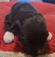 Chocolate girl, a female Miniature Schnauzer for sale in Fayetteville, NC – Photo 1 of 7