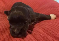 Chocolate girl, a female Miniature Schnauzer for sale in Fayetteville, NC – Photo 2 of 7