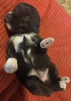 Chocolate girl, a female Miniature Schnauzer for sale in Fayetteville, NC – Photo 3 of 7