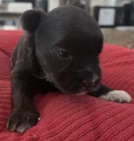 Chocolate girl , a female Miniature Schnauzer for sale in Fayetteville, NC – 8 of 10