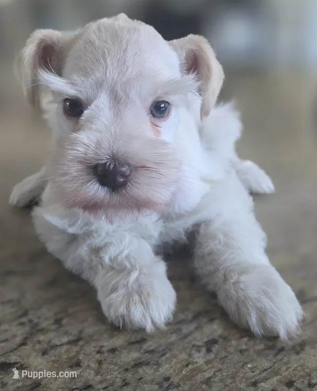 White Girl  – Miniature Schnauzer puppy for sale in Fayetteville, NC