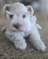 White Girl , a female Miniature Schnauzer for sale in Fayetteville, NC – 1 of 8