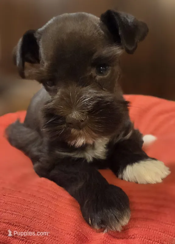 Chocolate girl  – Miniature Schnauzer puppy for sale in Fayetteville, NC