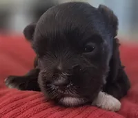Chocolate girl , a female Miniature Schnauzer for sale in Fayetteville, NC – 2 of 10