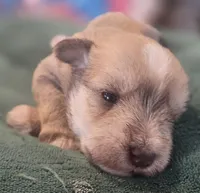 Chocolate pepper parti Boy , a male Miniature Schnauzer for sale in Fayetteville, NC – 3 of 9