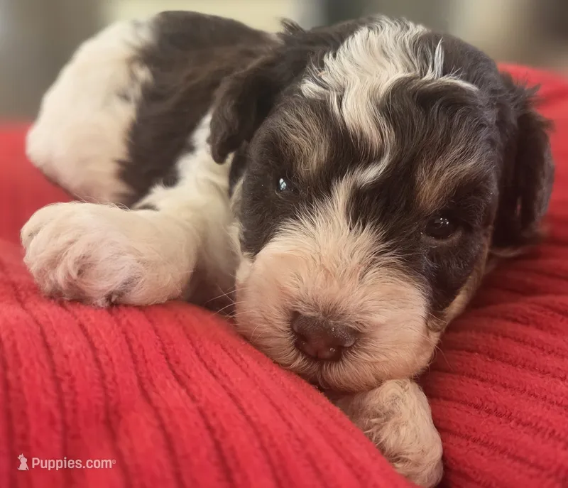 Rosie's Boy  BP – Miniature Schnauzer puppy for sale in Fayetteville, NC