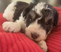 Rosie's Boy  BP, a male Miniature Schnauzer for sale in Fayetteville, NC – 1 of 10