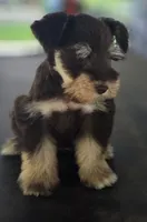Chocolate & Tan girl , a female Miniature Schnauzer for sale in Fayetteville, NC – 8 of 10
