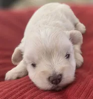 Little White Girl , a female Miniature Schnauzer for sale in Fayetteville, NC – 6 of 10