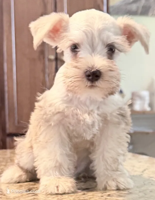 Cream boy  – Miniature Schnauzer puppy for sale in Fayetteville, NC