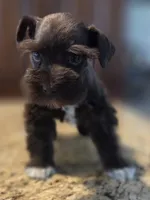 Chocolate girl , a female Miniature Schnauzer for sale in Fayetteville, NC – 9 of 9