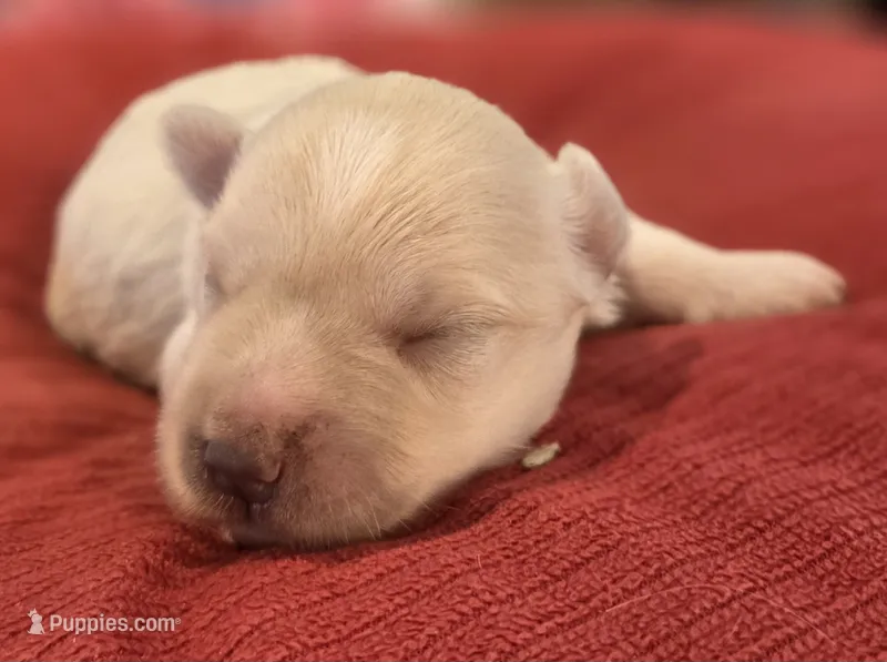 White Girl – Miniature Schnauzer puppy for sale in Fayetteville, NC