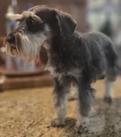 Pepita, a female Miniature Schnauzer for sale in Fayetteville, NC – 9 of 10