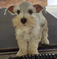 Discounts available to motivated buyers , a male Miniature Schnauzer for sale in Fayetteville, NC – 3 of 9