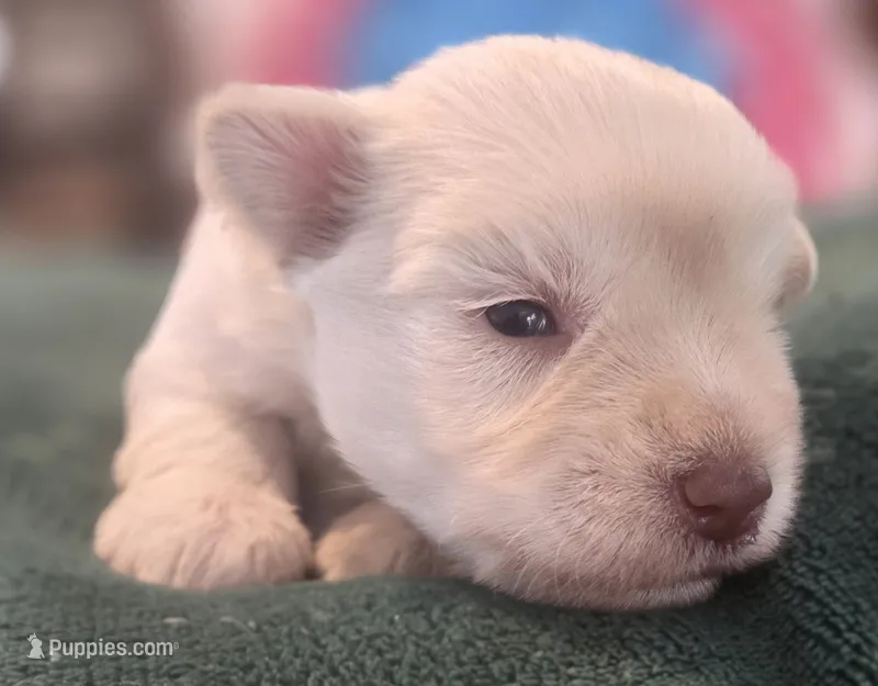 Chela's White Boy – Miniature Schnauzer puppy for sale in Fayetteville, NC