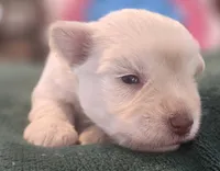 Chela's White Boy, a male Miniature Schnauzer for sale in Fayetteville, NC – 1 of 5