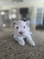 White Girl , a female Miniature Schnauzer for sale in Fayetteville, NC – 6 of 8
