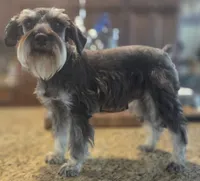 Pepita, a female Miniature Schnauzer for sale in Fayetteville, NC – 3 of 10