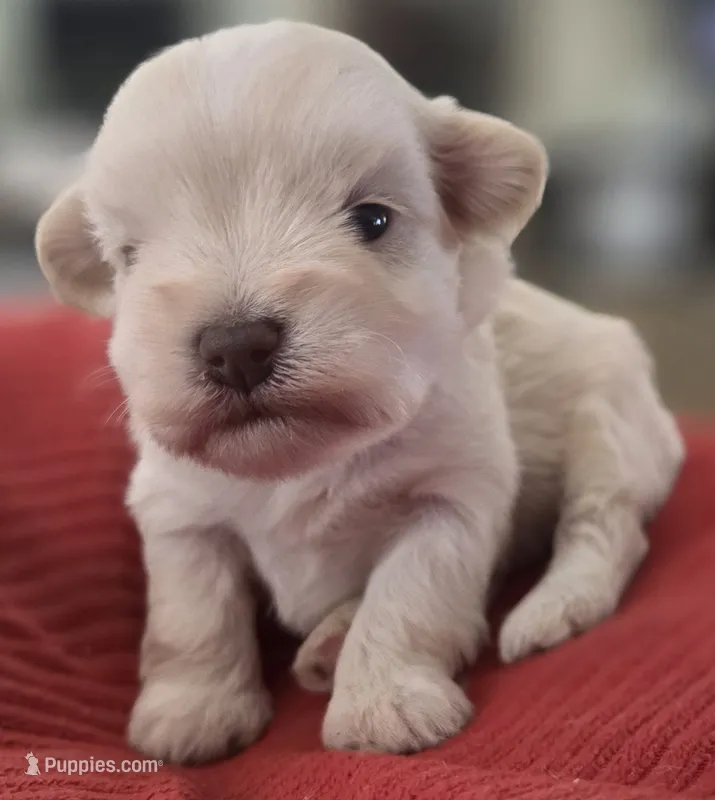 Little White Girl  – Miniature Schnauzer puppy for sale in Fayetteville, NC