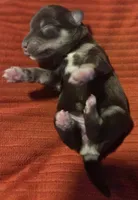 Liver&Tan Girl 2, a female Miniature Schnauzer for sale in Fayetteville, NC – 2 of 2