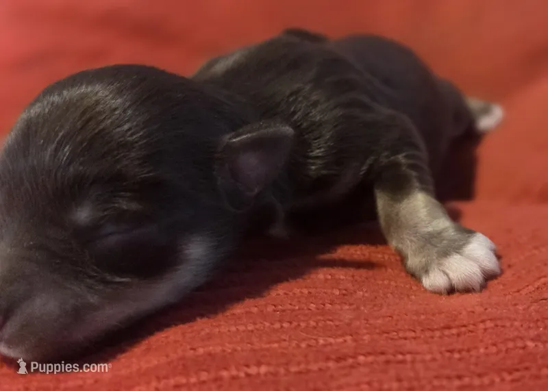 Liver&Tan Girl 2 – Miniature Schnauzer puppy for sale in Fayetteville, NC