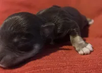 Liver&Tan Girl 2, a female Miniature Schnauzer for sale in Fayetteville, NC – 1 of 2