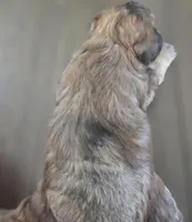 Rosie's girl Liver Pepper , a female Miniature Schnauzer for sale in Fayetteville, NC – 7 of 7
