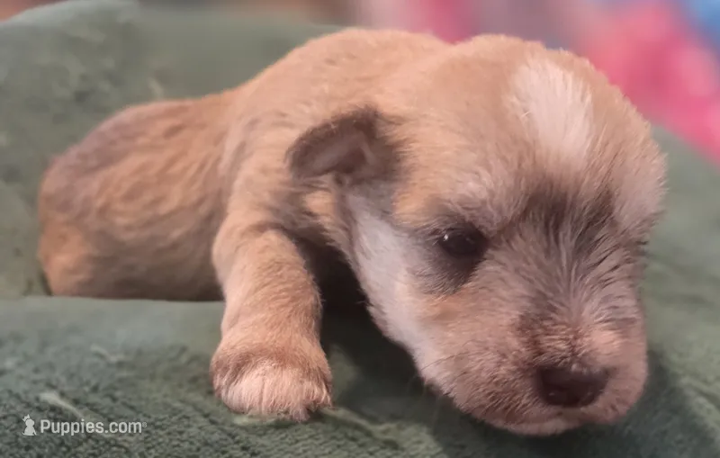 Chocolate pepper parti Boy  – Miniature Schnauzer puppy for sale in Fayetteville, NC