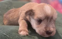 Chocolate pepper parti Boy , a male Miniature Schnauzer for sale in Fayetteville, NC – 1 of 9