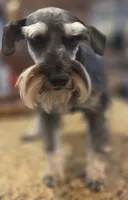 Pepita, a female Miniature Schnauzer for sale in Fayetteville, NC – 4 of 10