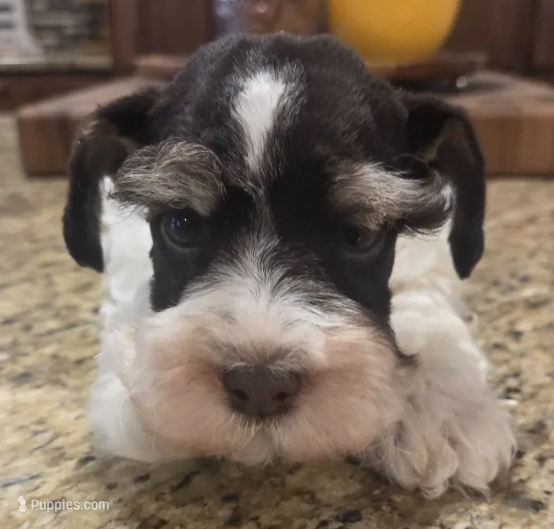 Rosie's Boy  BP – Miniature Schnauzer puppy for sale in Fayetteville, NC