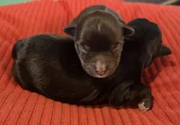 Black girl, a female Miniature Schnauzer for sale in Fayetteville, NC – Photo 2 of 4