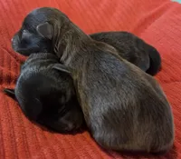Black girl, a female Miniature Schnauzer for sale in Fayetteville, NC – Photo 3 of 4