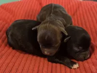 Black girl, a female Miniature Schnauzer for sale in Fayetteville, NC – Photo 4 of 4
