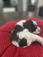Rosie's Boy  BP, a male Miniature Schnauzer for sale in Fayetteville, NC – 6 of 10