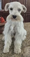 CIELO, a female Miniature Schnauzer for sale in Fayetteville, NC – 7 of 8