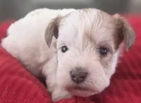 Rosie's girl Parti, a female Miniature Schnauzer for sale in Fayetteville, NC – 2 of 5