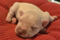 White Girl, a female Miniature Schnauzer for sale in Fayetteville, NC – 2 of 4