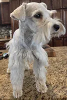 CIELO, a female Miniature Schnauzer for sale in Fayetteville, NC – 4 of 10