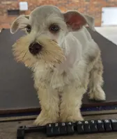 Discounts available to motivated buyers , a male Miniature Schnauzer for sale in Fayetteville, NC – 8 of 9