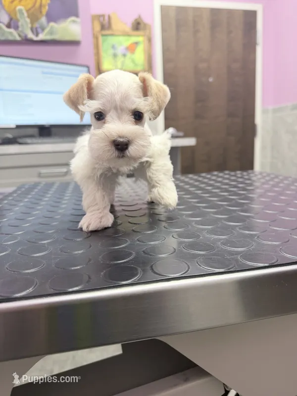 Rosie's girl Parti – Miniature Schnauzer puppy for sale in Fayetteville, NC
