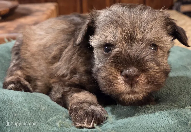 Chocolate Salt and pepper Boy – Miniature Schnauzer puppy for sale in Fayetteville, NC