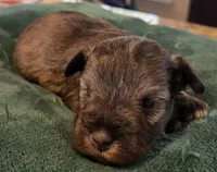 Chocolate Salt and pepper Boy, a male Miniature Schnauzer for sale in Fayetteville, NC – Photo 5 of 5