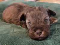Chocolate Salt and pepper Boy, a male Miniature Schnauzer for sale in Fayetteville, NC – Photo 2 of 5