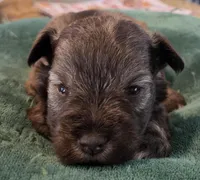 Chocolate Salt and pepper Boy, a male Miniature Schnauzer for sale in Fayetteville, NC – Photo 3 of 5