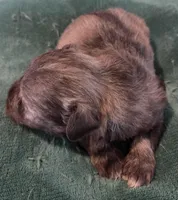 Chocolate Salt and pepper Boy, a male Miniature Schnauzer for sale in Fayetteville, NC – Photo 4 of 5