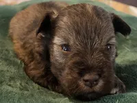 Chocolate Salt and pepper Boy, a male Miniature Schnauzer for sale in Fayetteville, NC – Photo 1 of 5