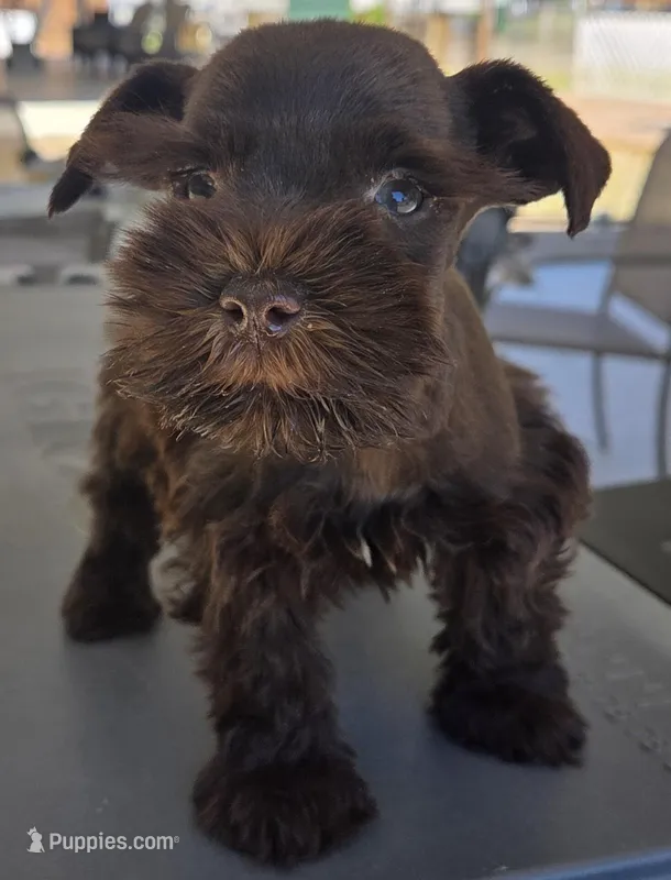 Chocolate Boy  – Miniature Schnauzer puppy for sale in Fayetteville, NC
